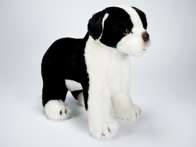 Boston Terrier Puppy 1362 by Piutrè 