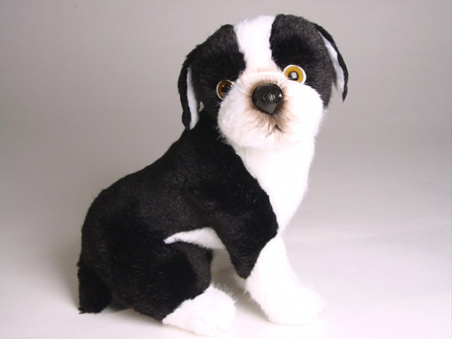 Boston Terrier Puppy 4221 by Piutrè 