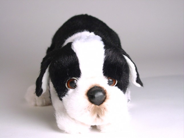 Boston Terrier Puppy 4222 by Piutrè 