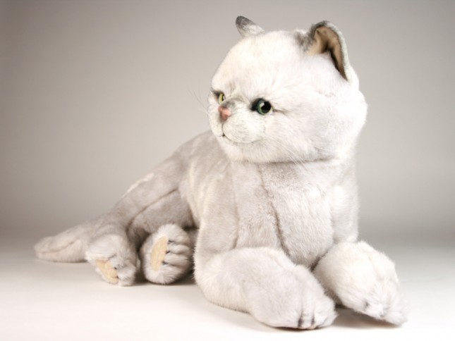 British Shorthair Cat 2461 by Piutrè 