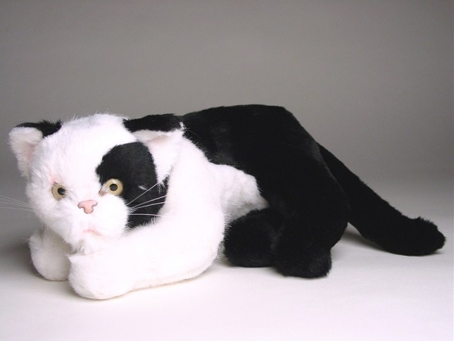 British Shorthair Kitten 2344 by Piutrè 