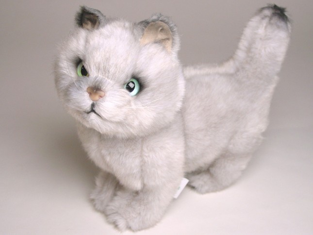 British Shorthair Kitten 2462 by Piutrè 