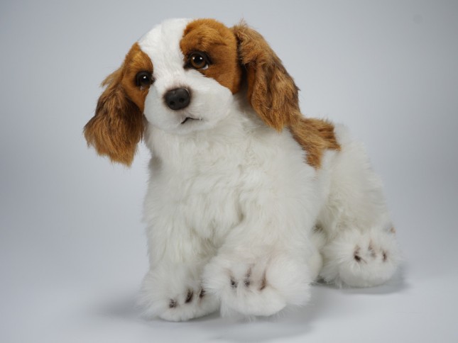Cavalier King Charles Spaniel Puppy 1363 by Piutrè 