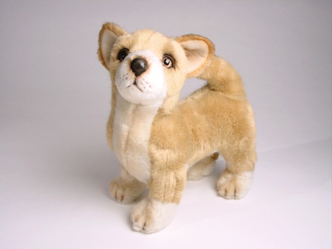 Chihuahua 3236 by Piutrè 