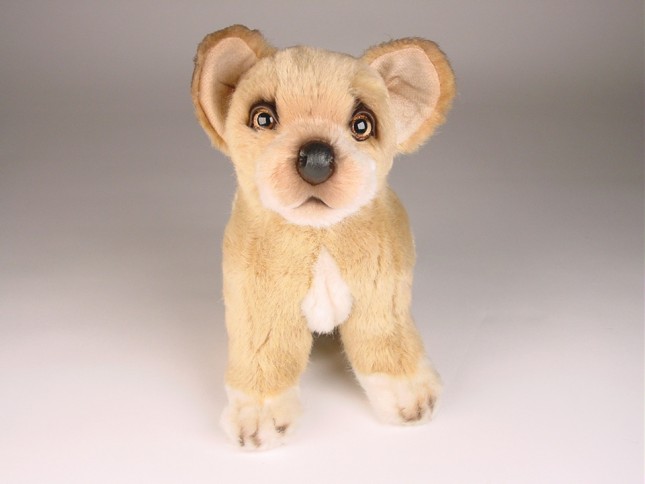 Chihuahua 3237 by Piutrè 