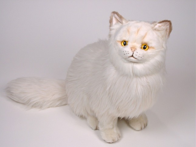 Chinchilla Golden Persian Cat 2305 by Piutrè 