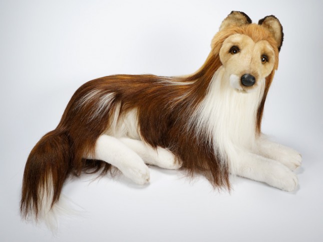 Collie 1277 by Piutrè