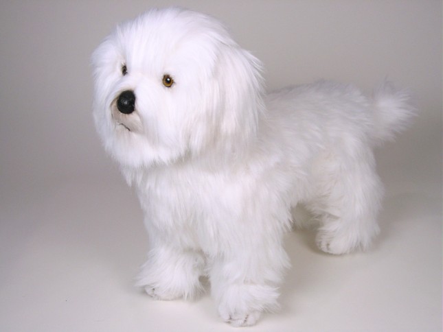 Coton de Tulear 0277 by Piutrè