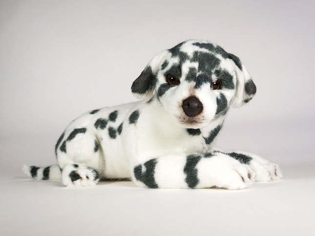 Dalmatian Puppy 3234 by Piutrè 