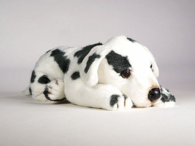 Dalmatian Puppy 3244 by Piutrè 