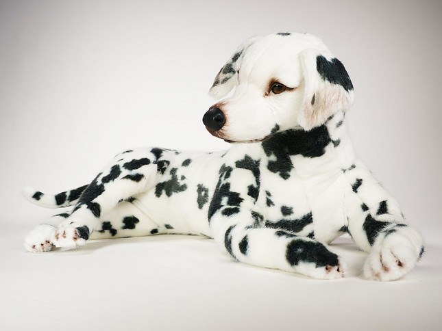 Dalmatian 3242 by Piutrè