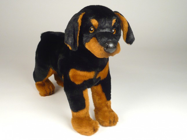 Doberman Pinscher Puppy 0267 by Piutrè