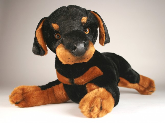 Doberman Pinscher Puppy 0269 by Piutrè