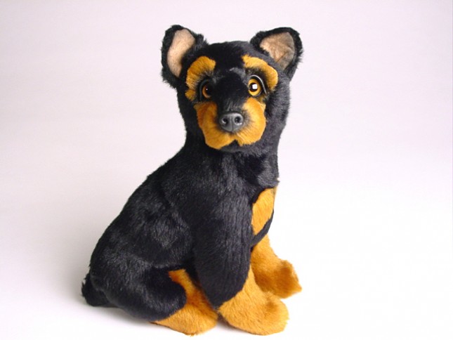 Doberman Pinscher Puppy 1303 by Piutrè