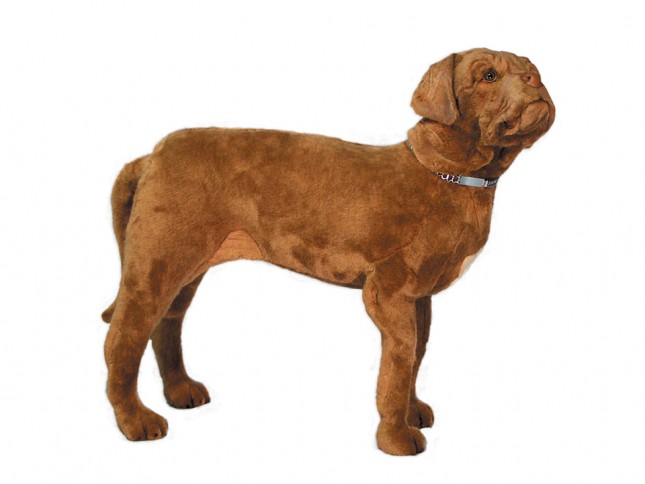 Dogue de Bordeaux 1280 by Piutrè