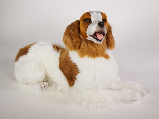 Epagneul Breton (Brittany) 0289 by Piutrè 