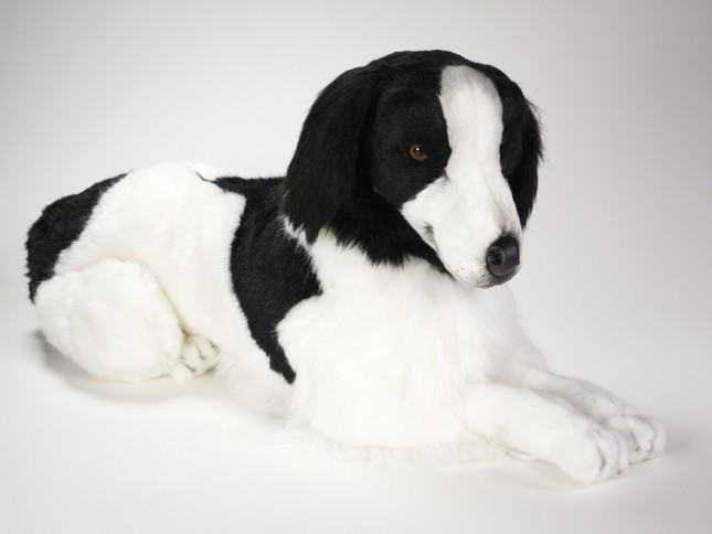 Epagneul Breton (Brittany) 0296 by Piutrè