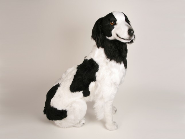 Epagneul Breton (Brittany) 0297 by Piutrè 