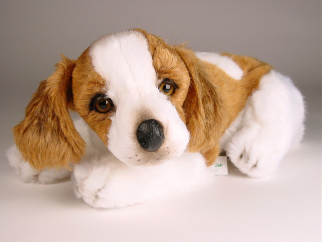 Epagneul Breton (Brittany) Puppy 0299 by Piutrè