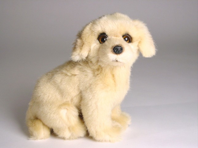 Golden Retriever Puppy 1312 by Piutrè