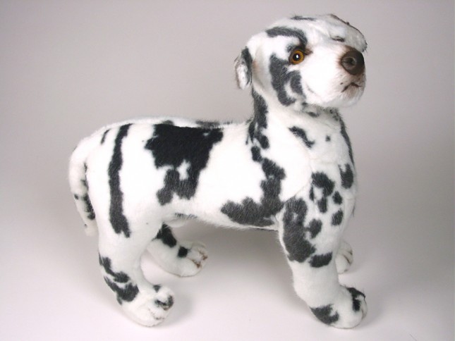 Harlequin Great Dane Puppy 3331 by Piutrè 