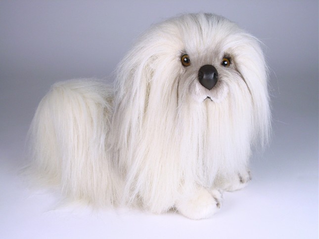 Havanese 1288 by Piutrè