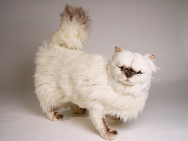 ​​Himalayan Persian ​Cat 24​30 by Piutrè