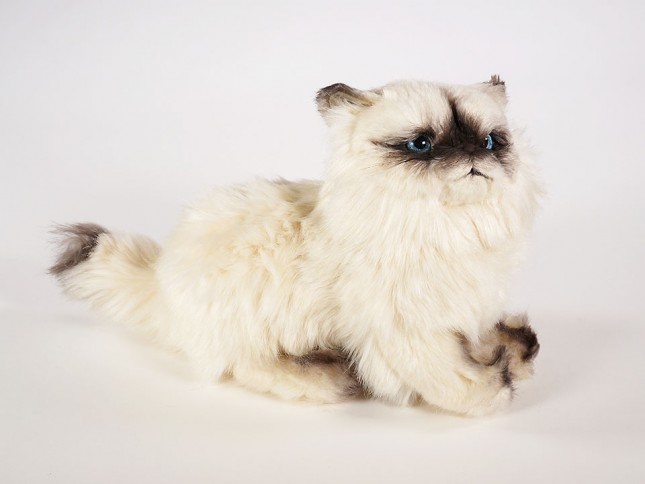 ​Himalayan Persian Kitten 2433 by Piutrè
