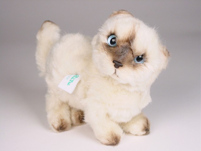 ​H​imalayan Persian Kitten 2434​ by Piutrè