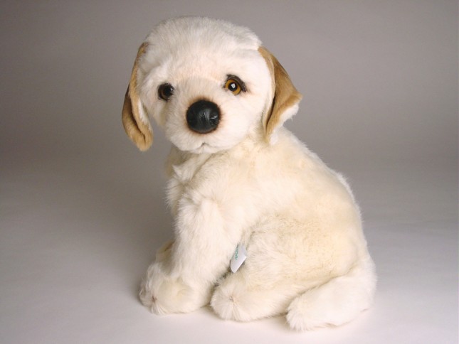 Labrador Retriever Puppy 1202 by Piutrè