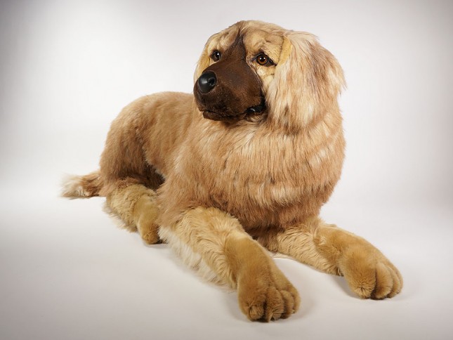 Leonberger 3362 by Piutrè 