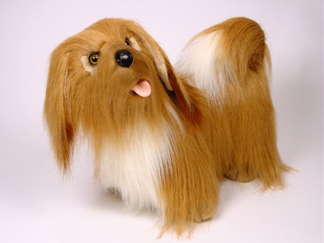 Lhasa Apso 1255 by Piutrè