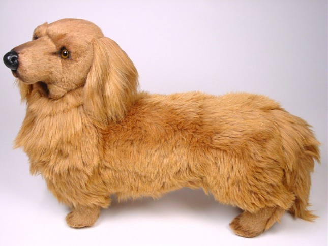 Longhaired Dachshund 2251 by Piutrè