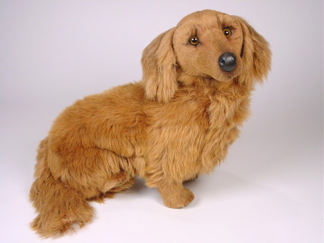 Longhaired Dachshund 2252 by Piutrè