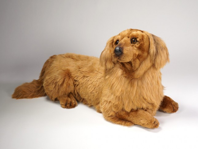Longhaired Dachshund 2253 by Piutrè 
