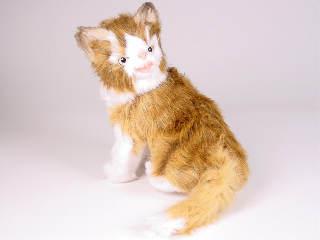 Maine Coon Kitten 2381 by Piutrè 