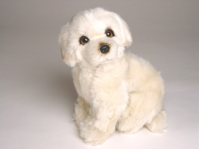 Maremma Sheepdog Puppy 1304 by Piutrè