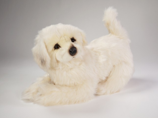 ​M​aremma Sheepdog Puppy 3215​ by Piutrè