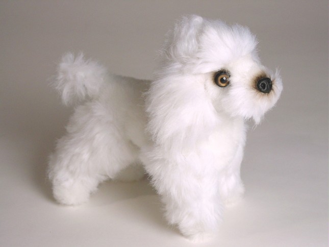 Miniature Poodle (Miniature) 4286 by Piutrè 