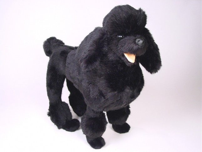 Miniature Poodle 0251 by Piutrè