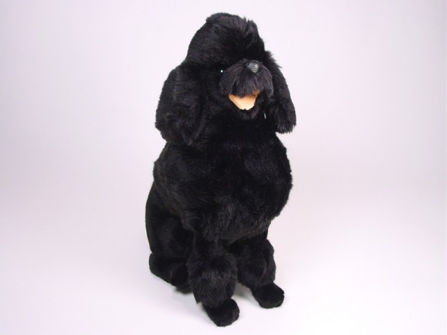 Miniature Poodle 0252 by Piutrè