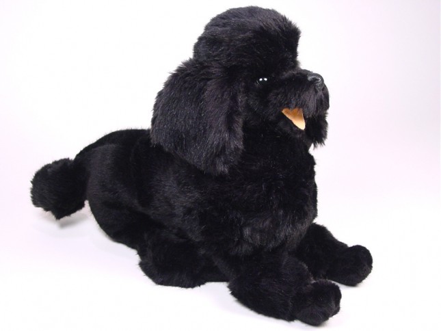 Miniature Poodle 0253 by Piutrè