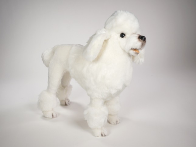 Miniature Poodle 0257 by Piutrè 