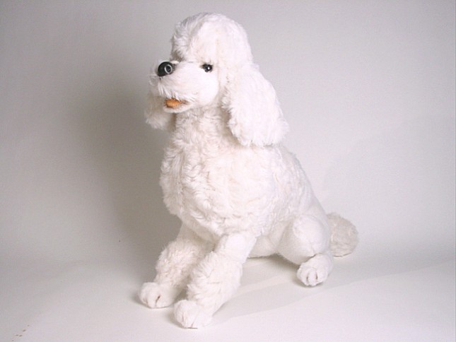 Miniature Poodle 0258 by Piutrè
