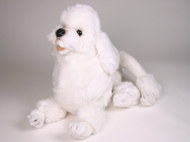 Miniature Poodle 0259 by Piutrè