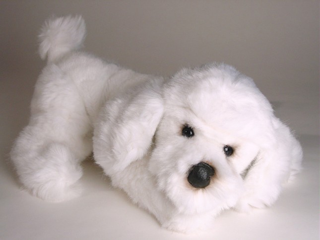 Miniature Poodle Puppy 0282 by Piutrè