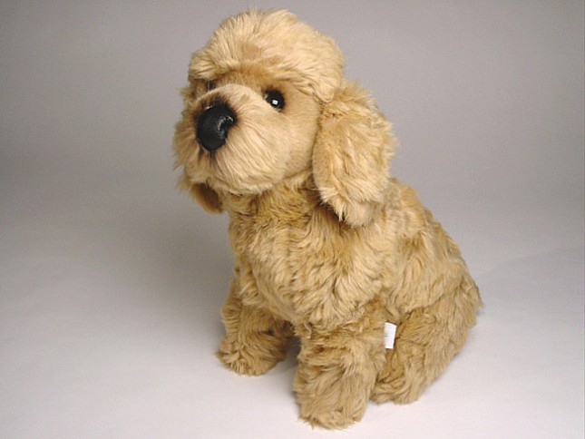 Miniature Poodle Puppy 0287 by Piutrè