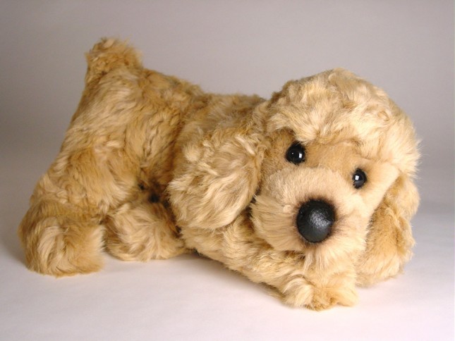 Miniature Poodle Puppy 0288 by Piutrè