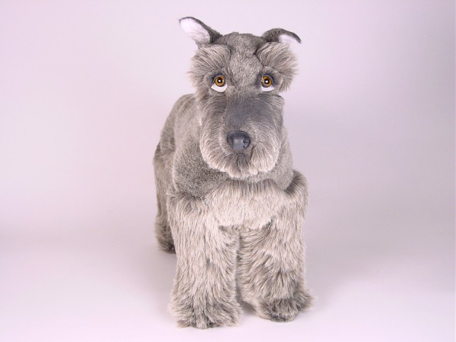 Miniature Schnauzer 1205 by Piutrè