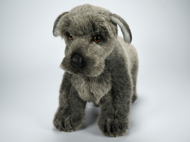 Miniature Schnauzer Puppy 1364 by Piutrè 